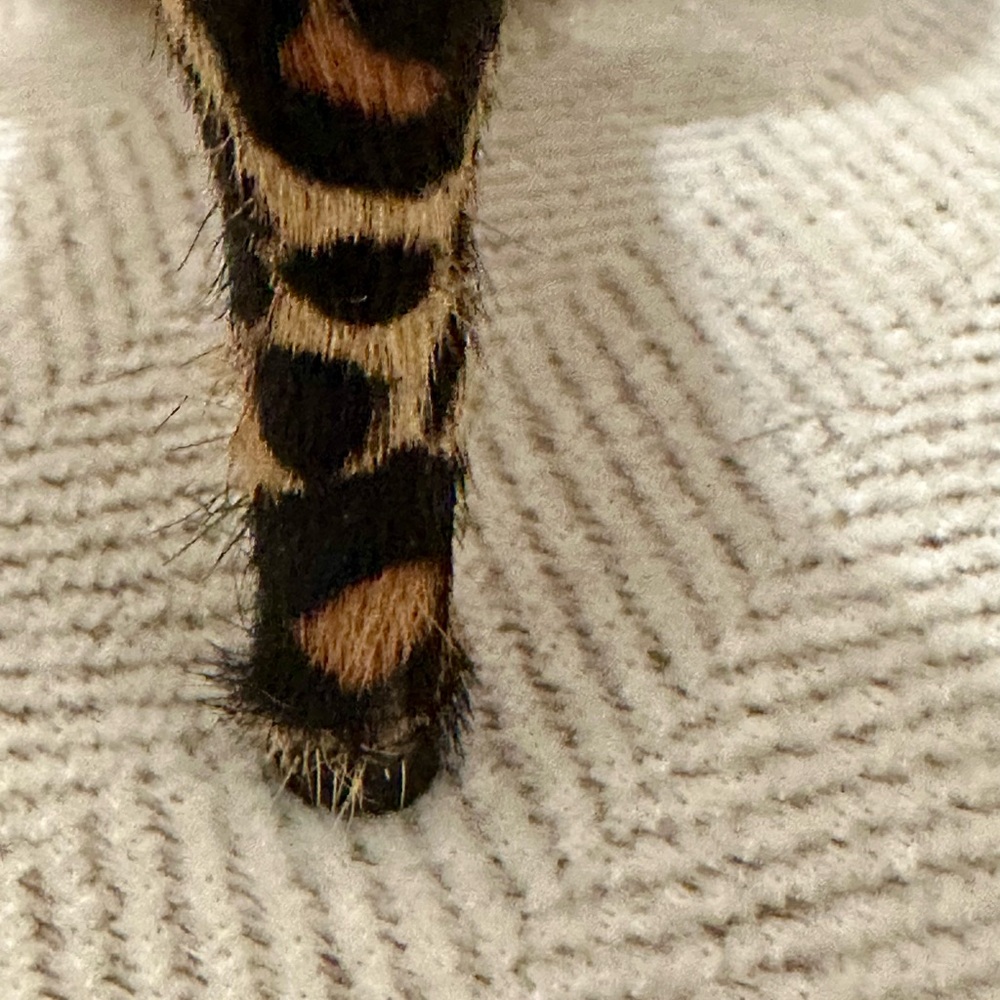 Sam Edelman Leopard Print Pointed Toe Heels - Picture 4 of 9